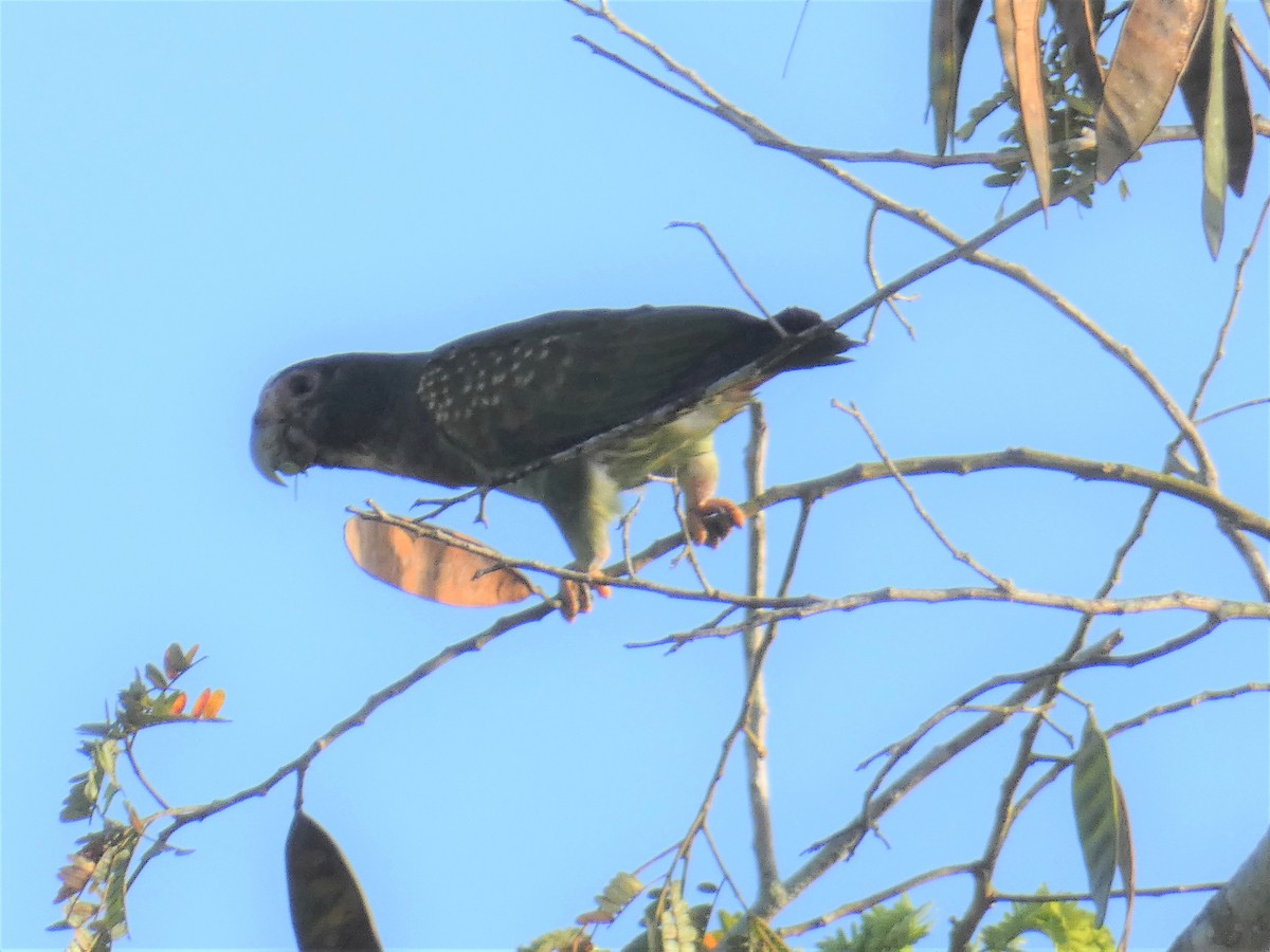 White-crowned Parrot - ML537482881