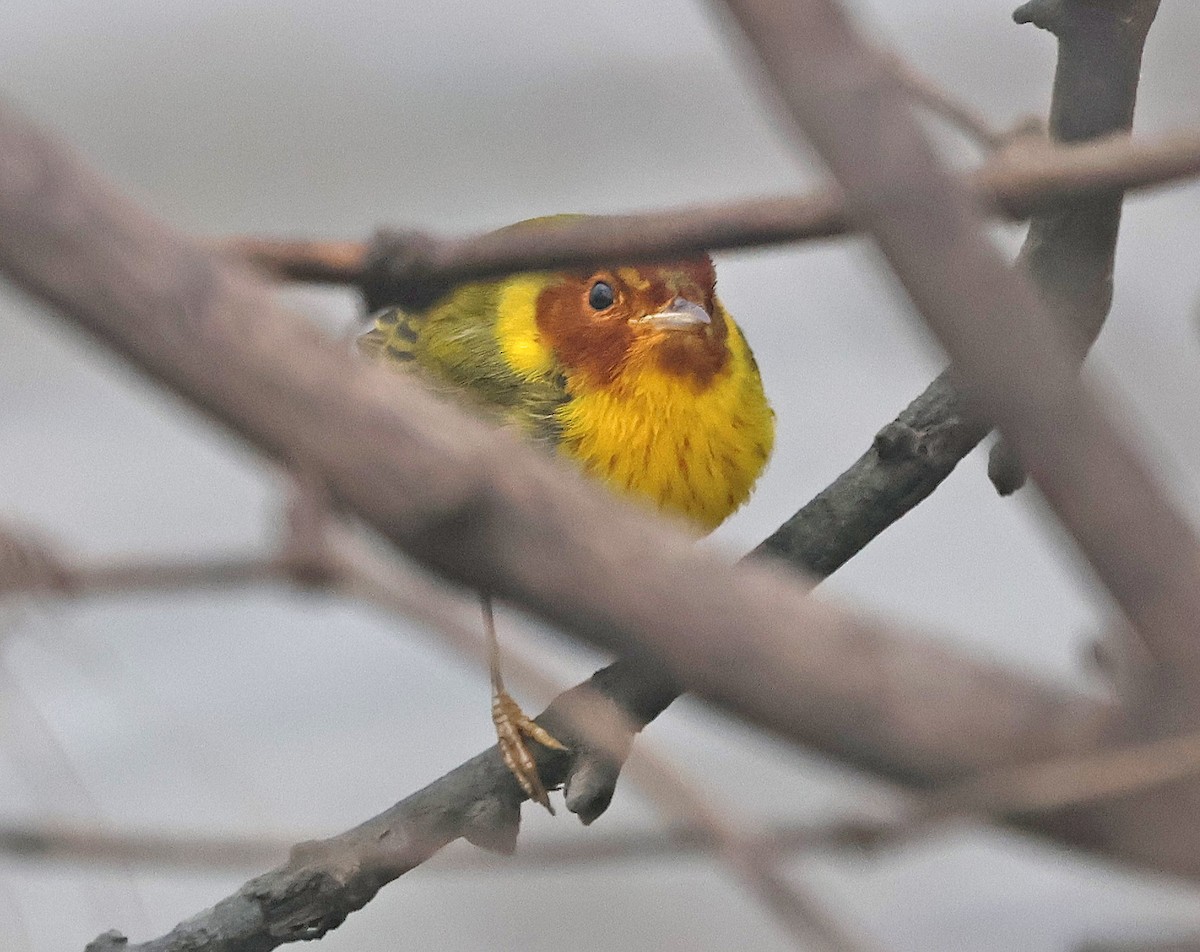 Yellow Warbler (Mangrove) - ML537483281