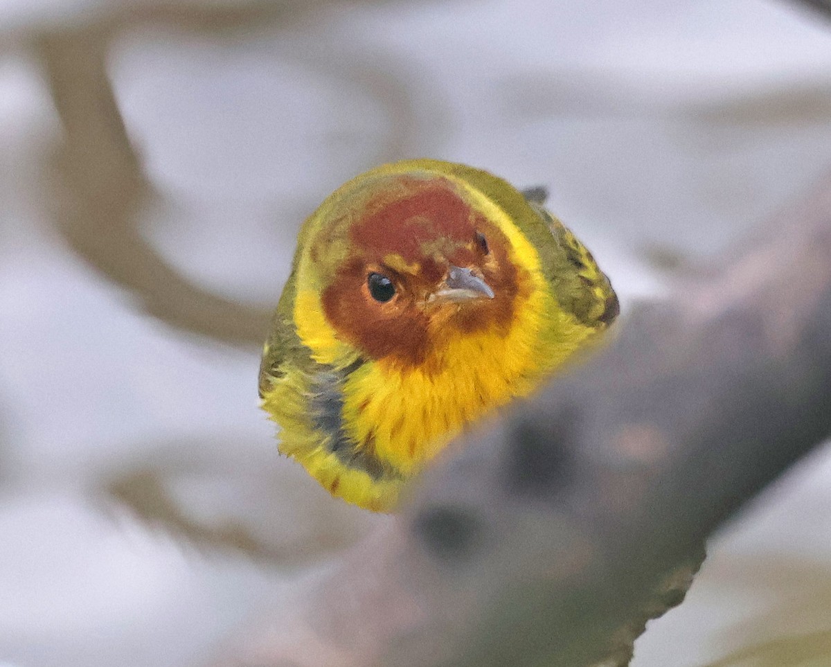 Yellow Warbler (Mangrove) - ML537483321