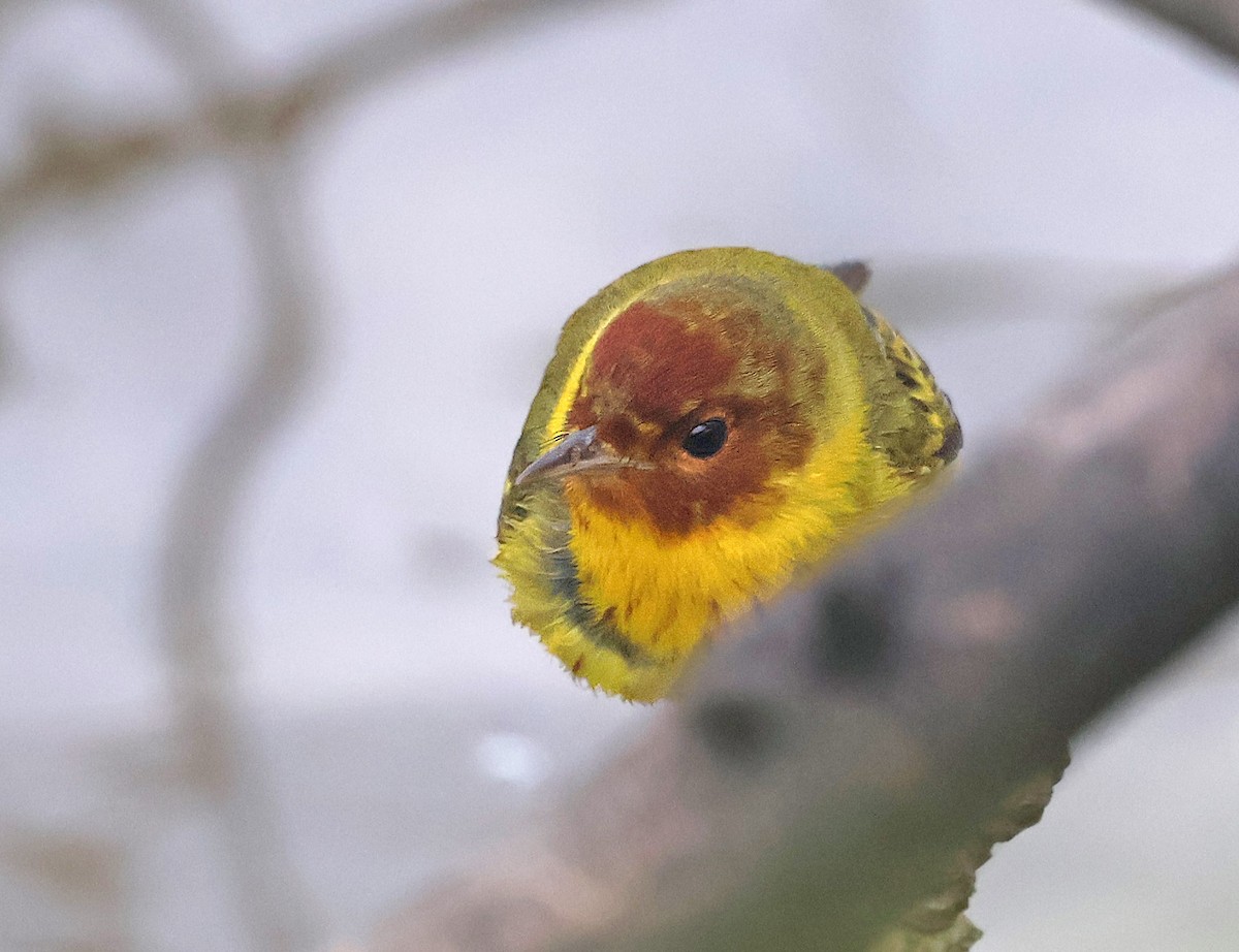 Yellow Warbler (Mangrove) - ML537483341