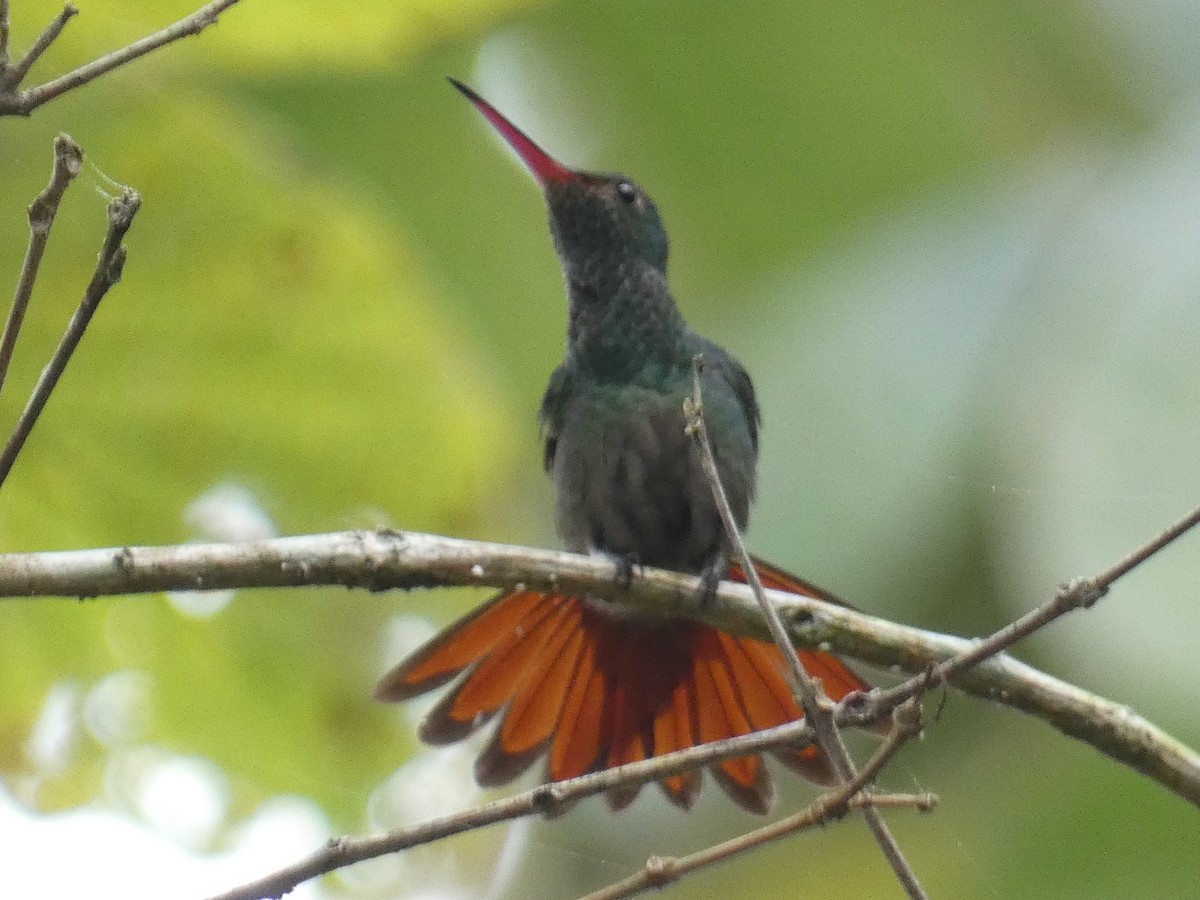 Rufous-tailed Hummingbird - ML537483541