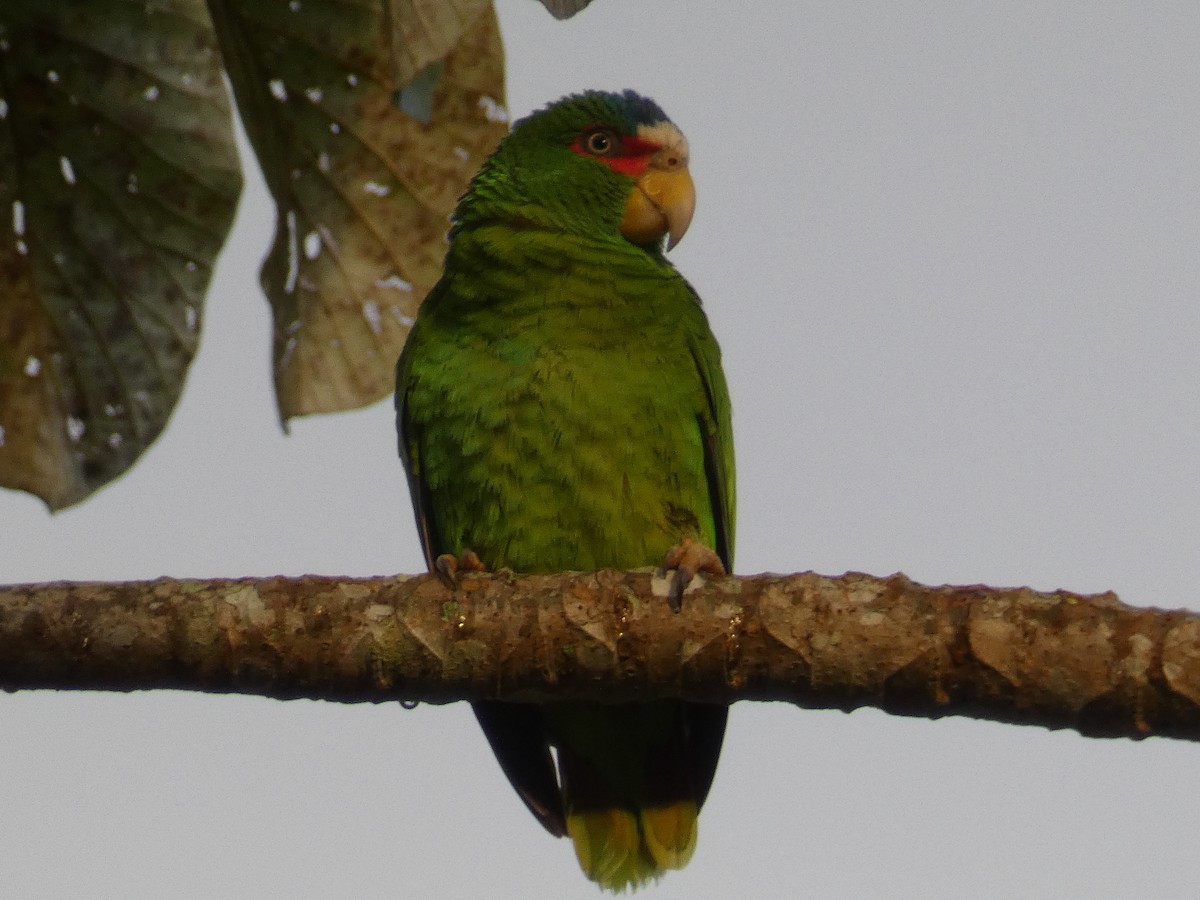 White-fronted Parrot - ML537483731