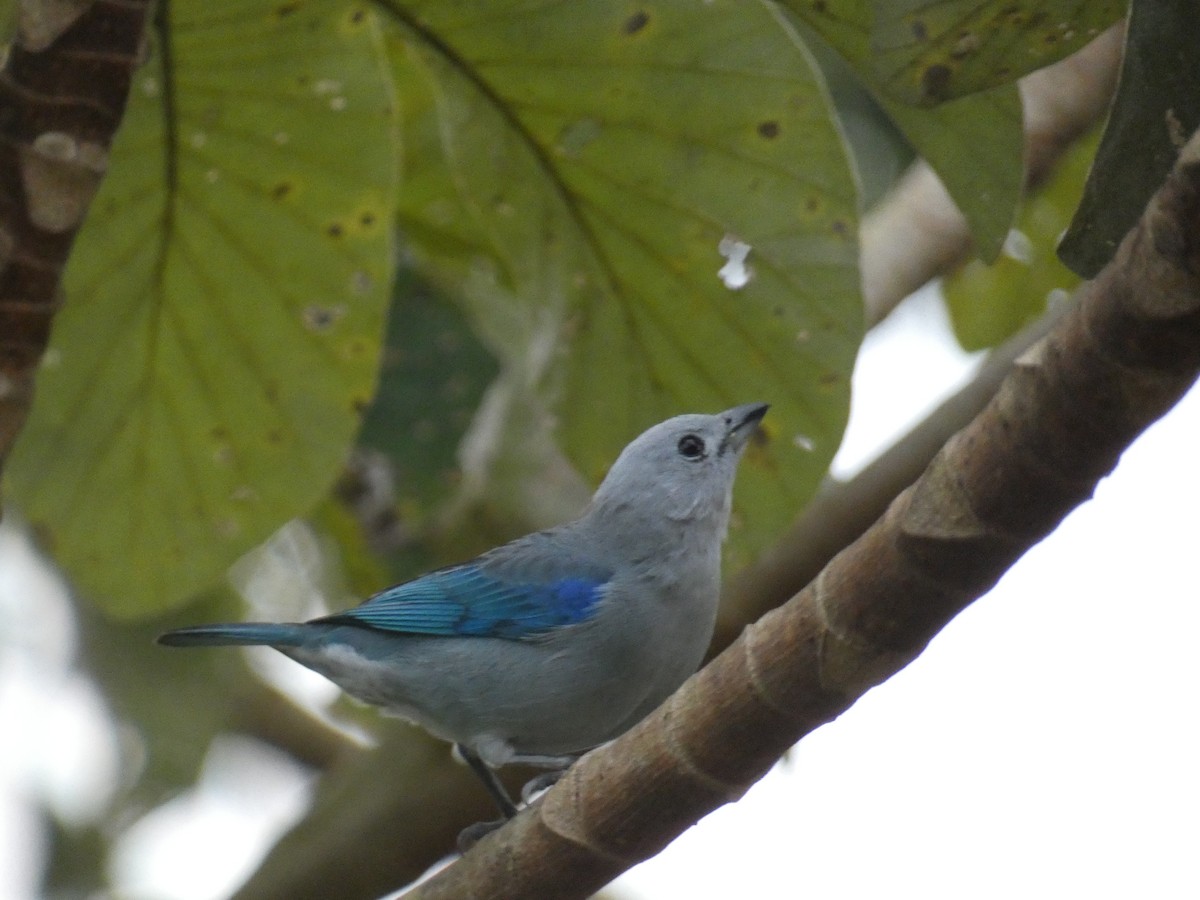 Blue-gray Tanager - ML537483821