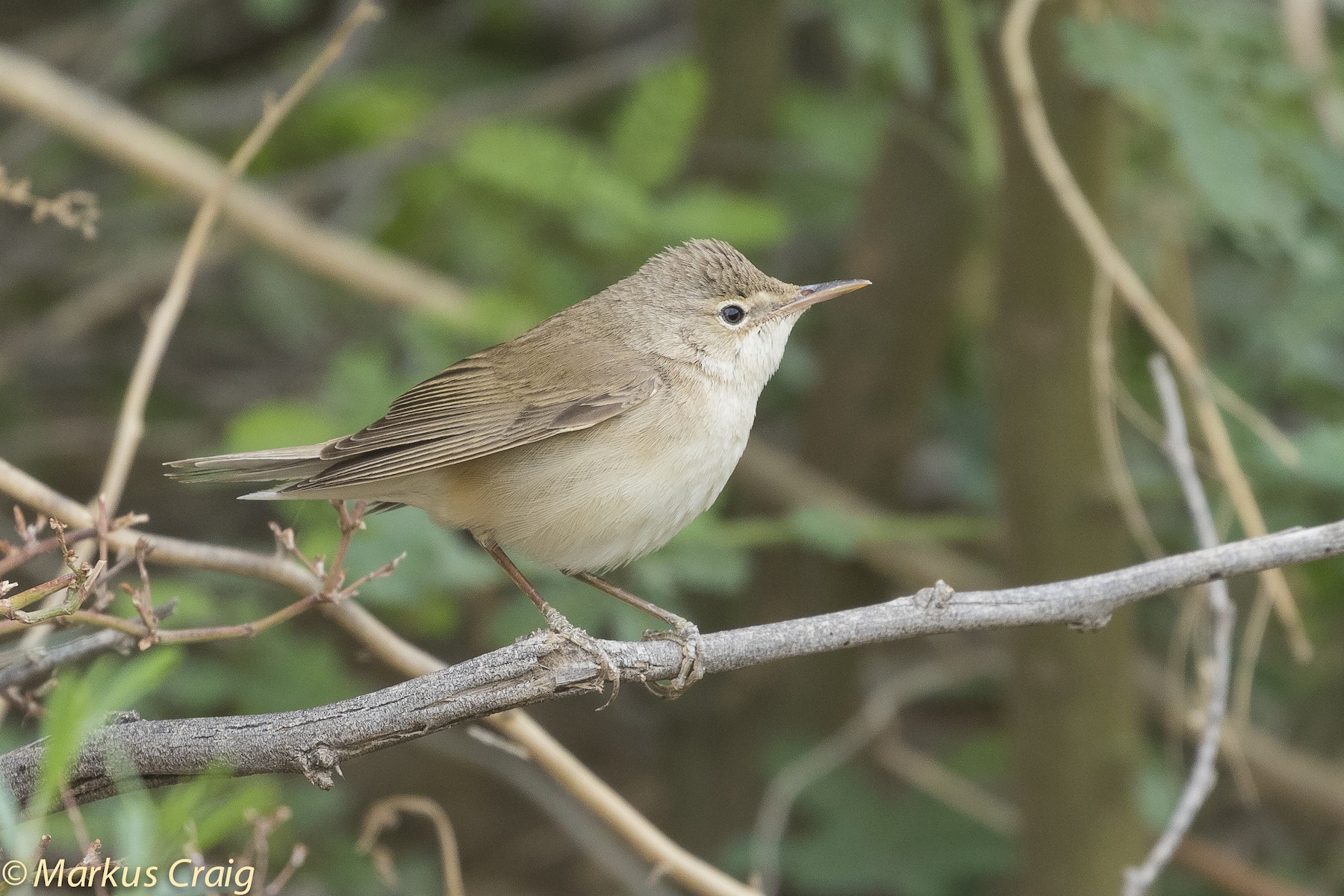 Common Reed Warbler (Caspian) - eBird