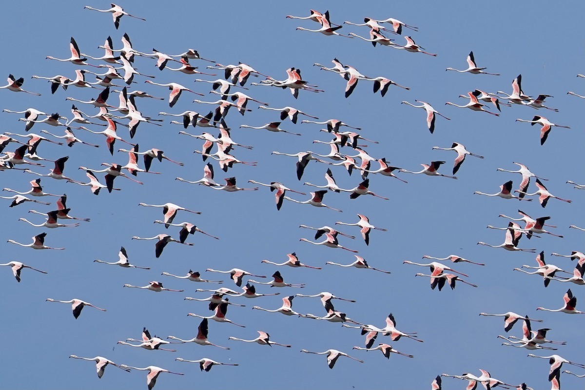 Greater Flamingo - Daniel Winzeler