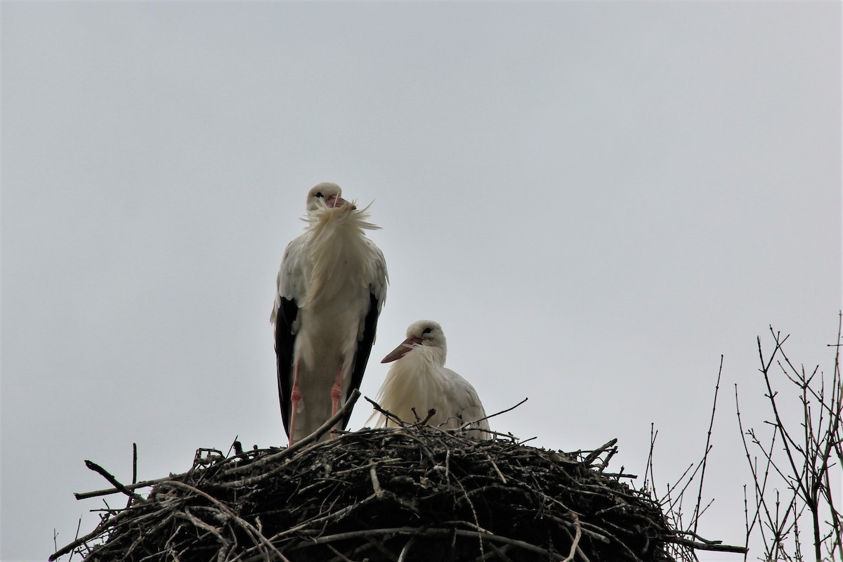 White Stork - ML537493091