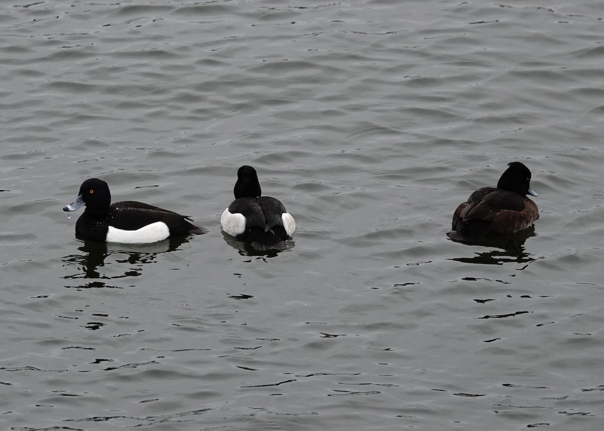 Tufted Duck - ML537494101