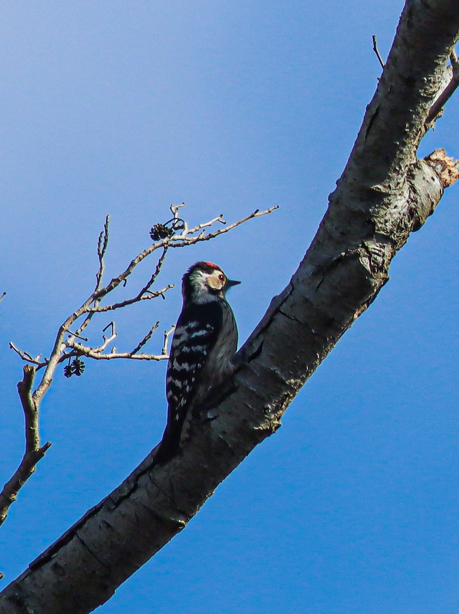 Lesser Spotted Woodpecker - ML537495251