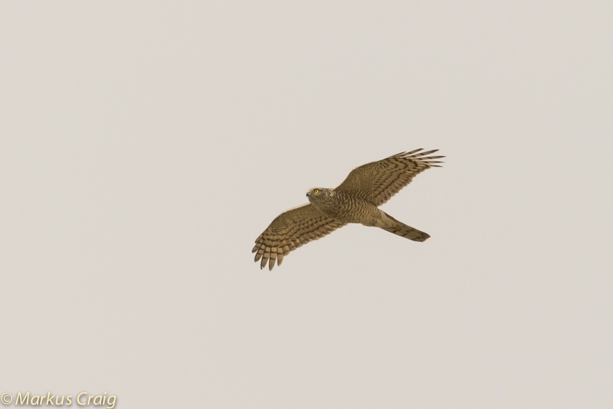 Eurasian Sparrowhawk - ML53749761