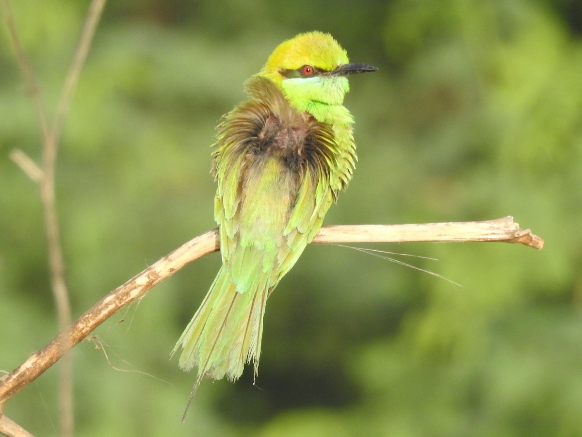 Asian Green Bee-eater - Pravir Deshmukh