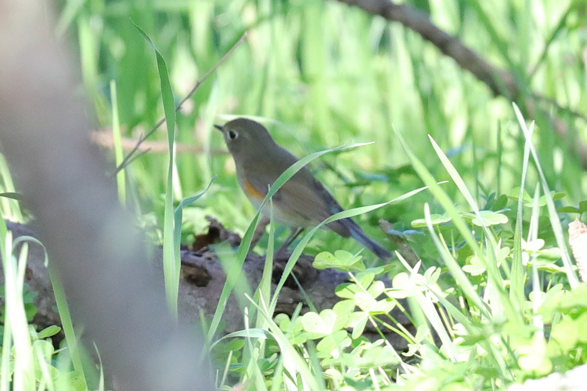 Red-flanked Bluetail - ML537498811