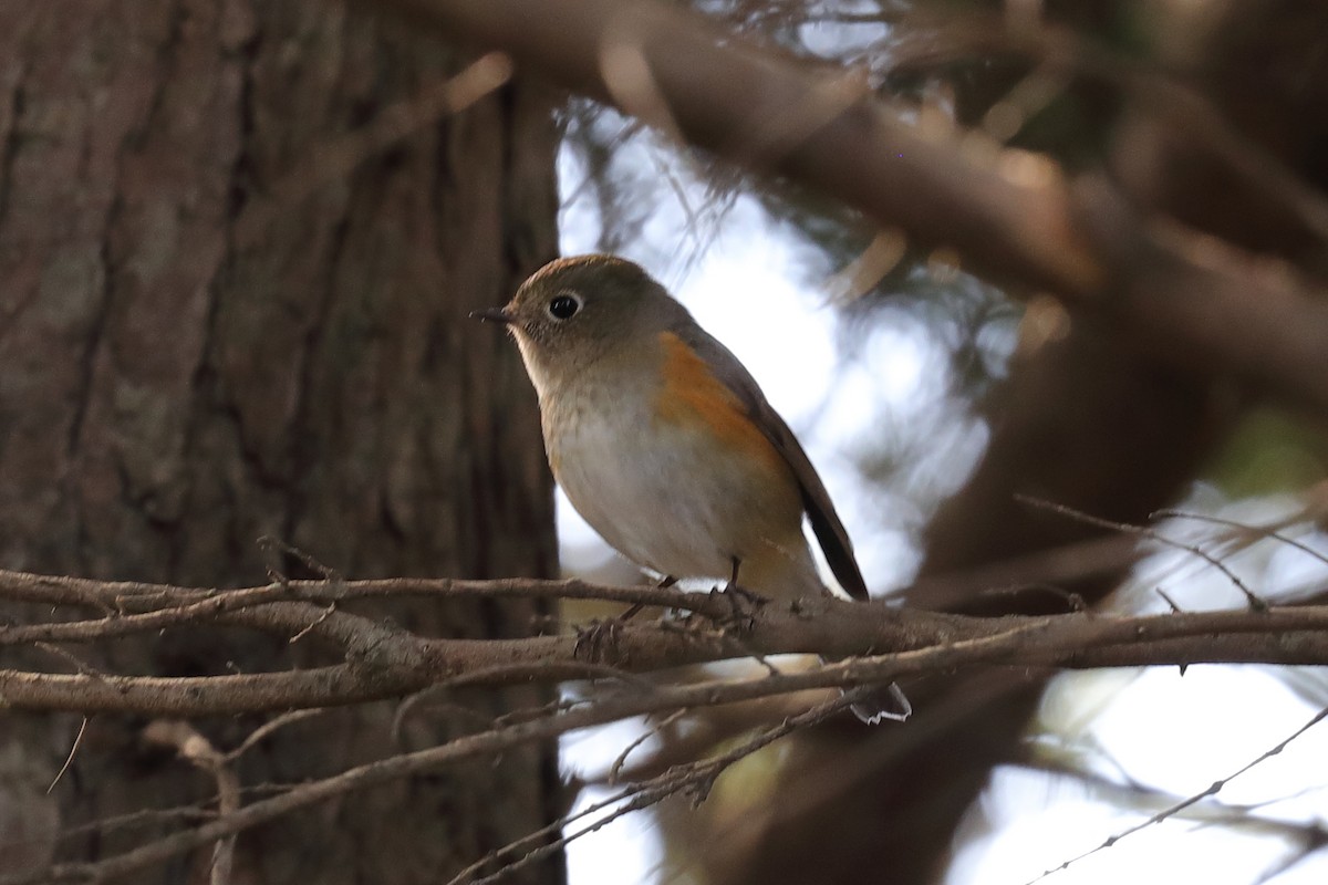 Red-flanked Bluetail - ML537498821