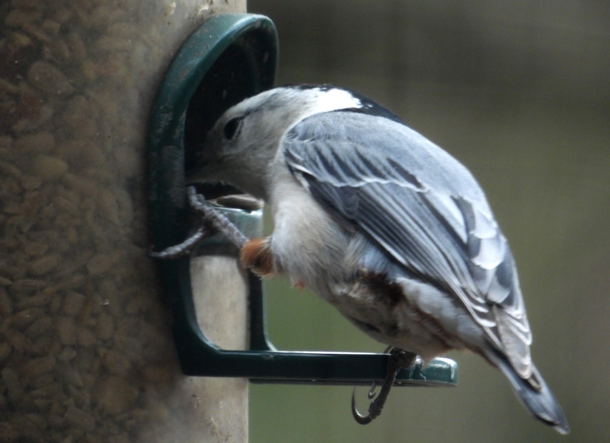 White-breasted Nuthatch - ML537499051