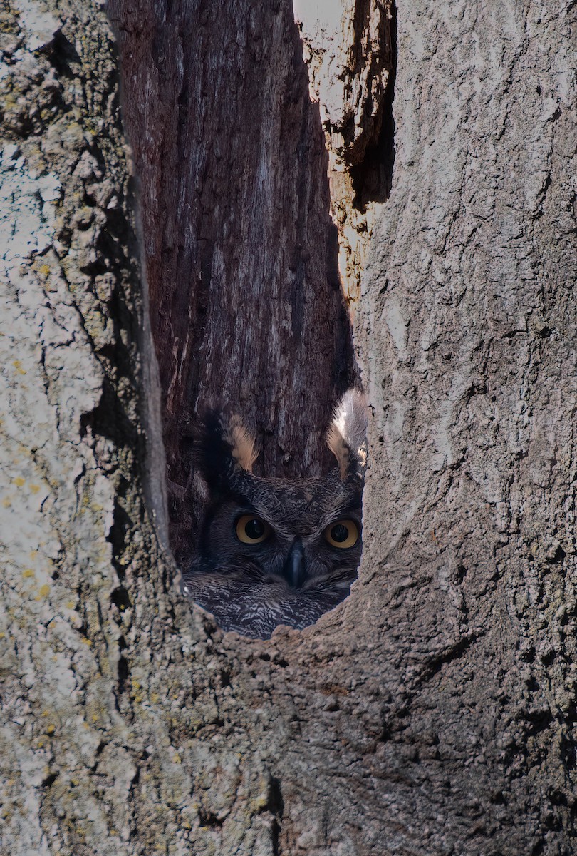 Great Horned Owl - Thomas Swartz