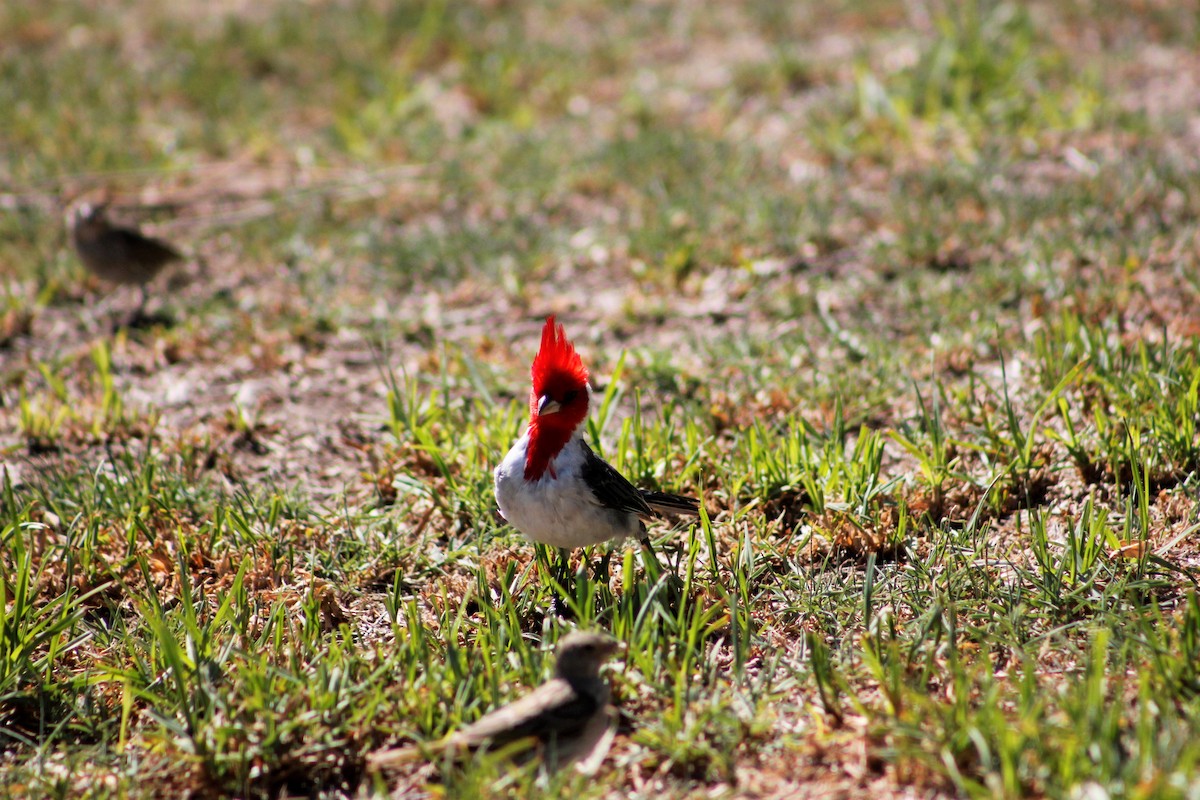 Red-crested Cardinal - ML537501541