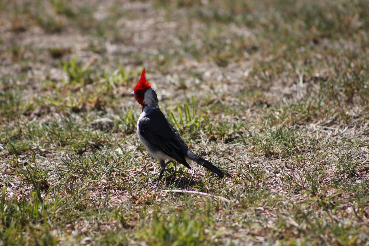 Red-crested Cardinal - ML537501551