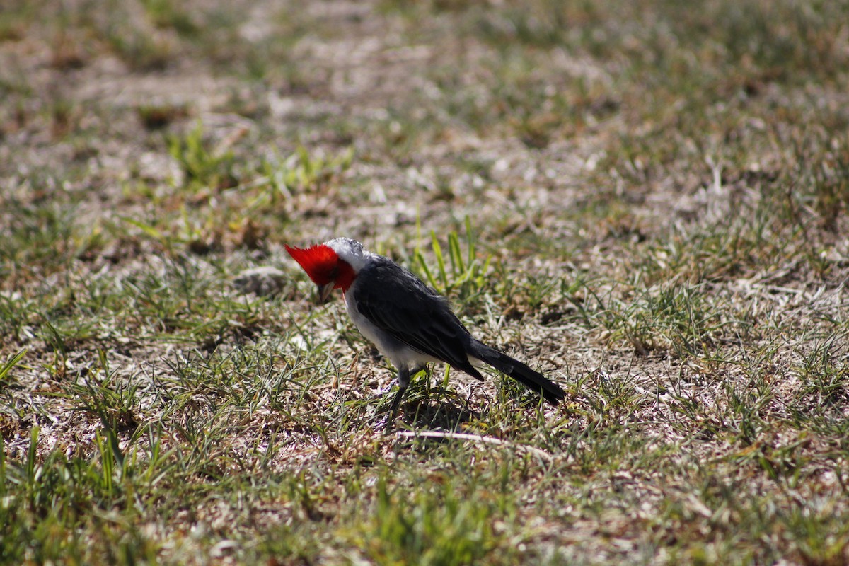 Red-crested Cardinal - ML537501591