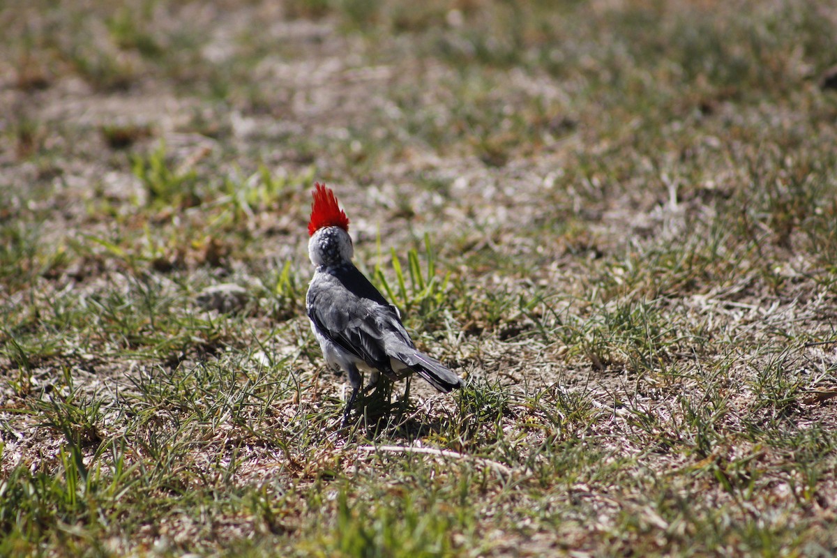 Red-crested Cardinal - ML537501601
