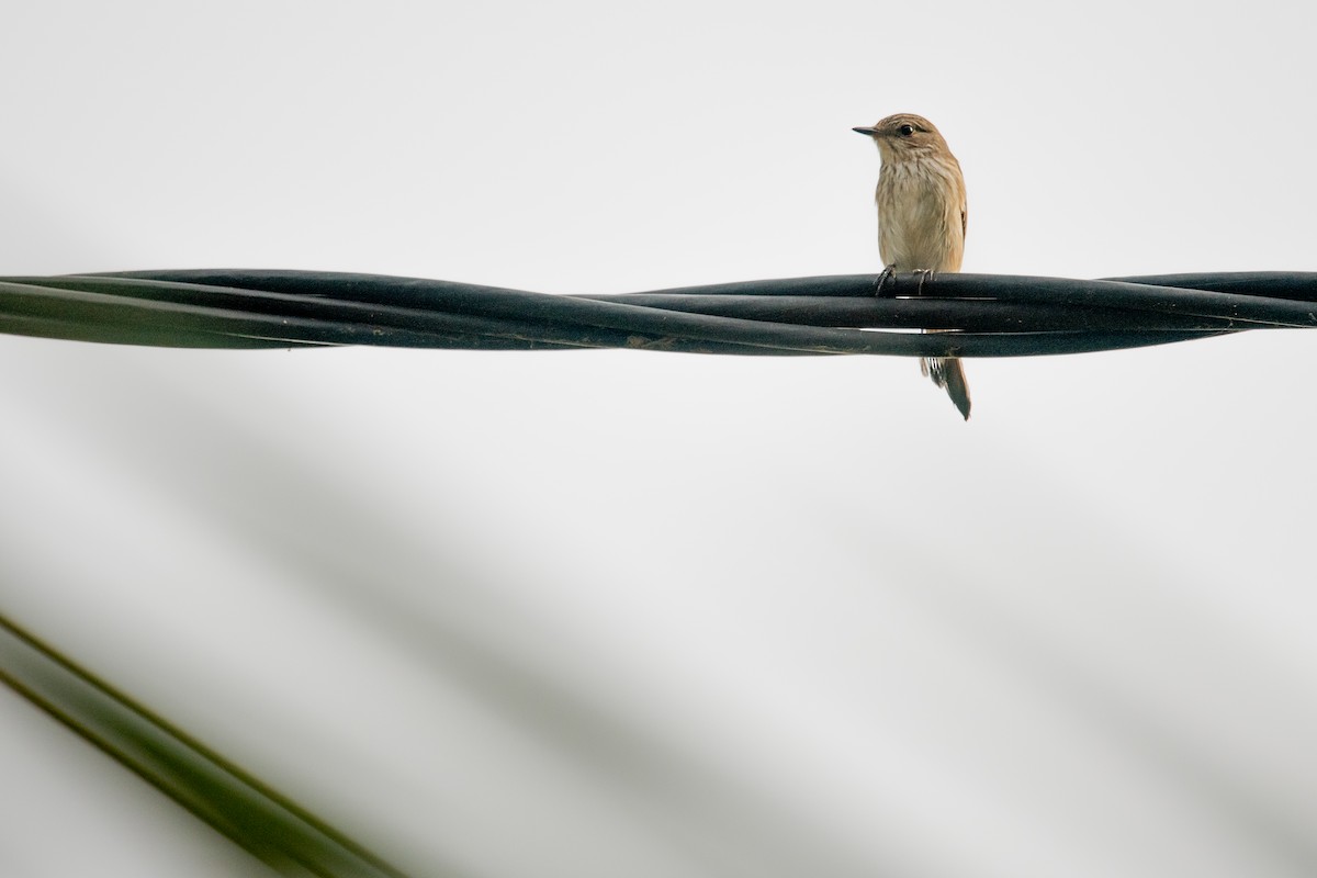 Spotted Flycatcher (Spotted) - ML537505291
