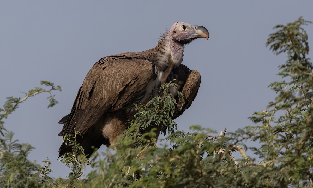 Lappet-faced Vulture - ML537514451