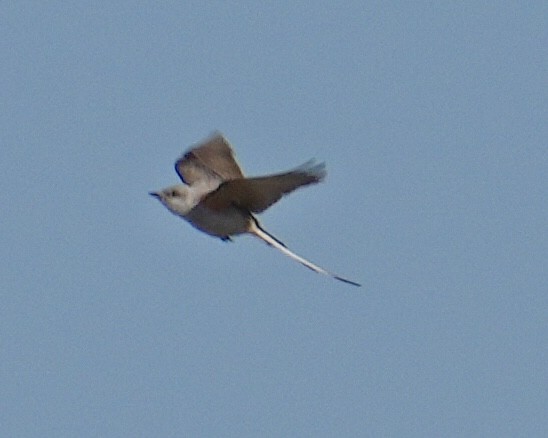 Scissor-tailed Flycatcher - Don Hoechlin