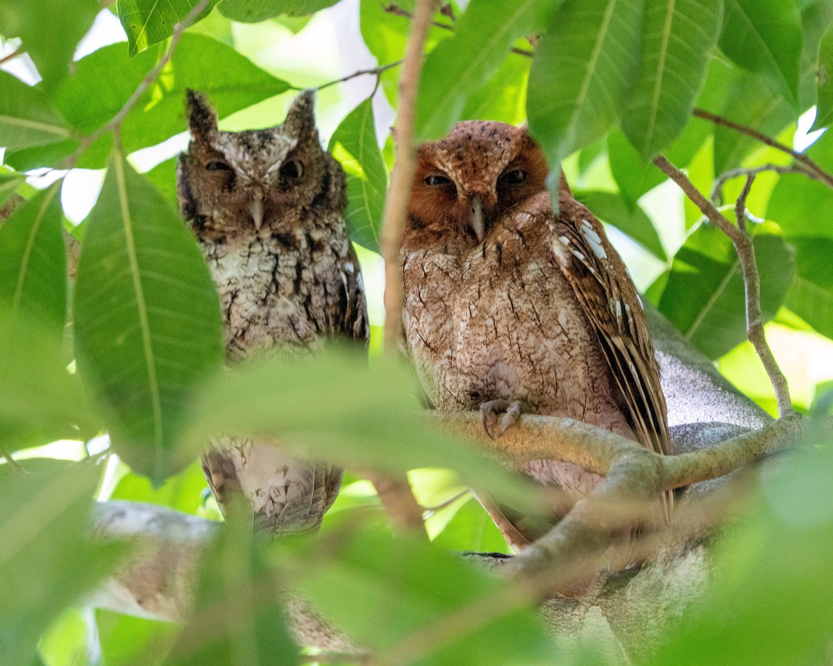 Middle American Screech-Owl - ML537527371