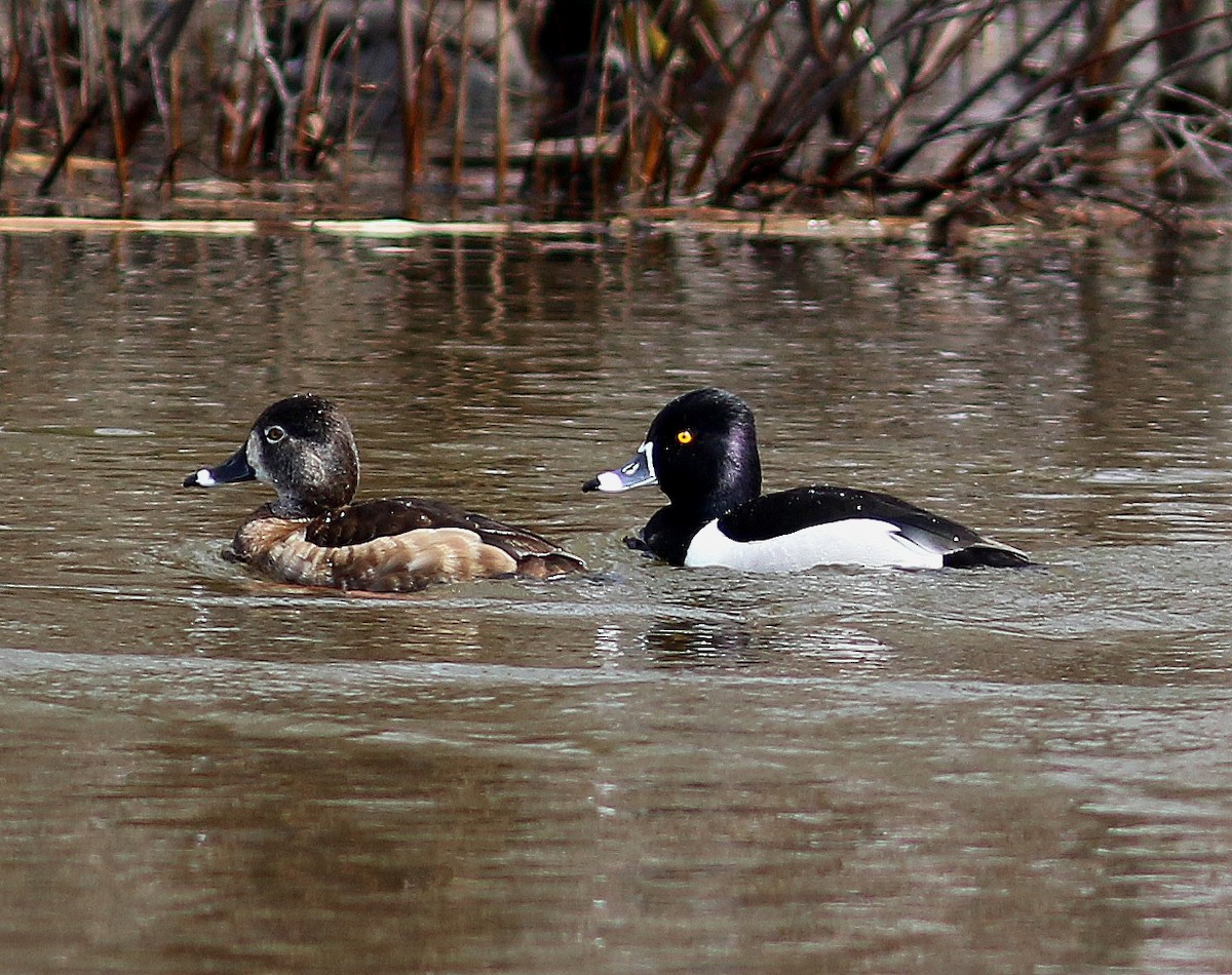 Ring-necked Duck - Mike Fahay
