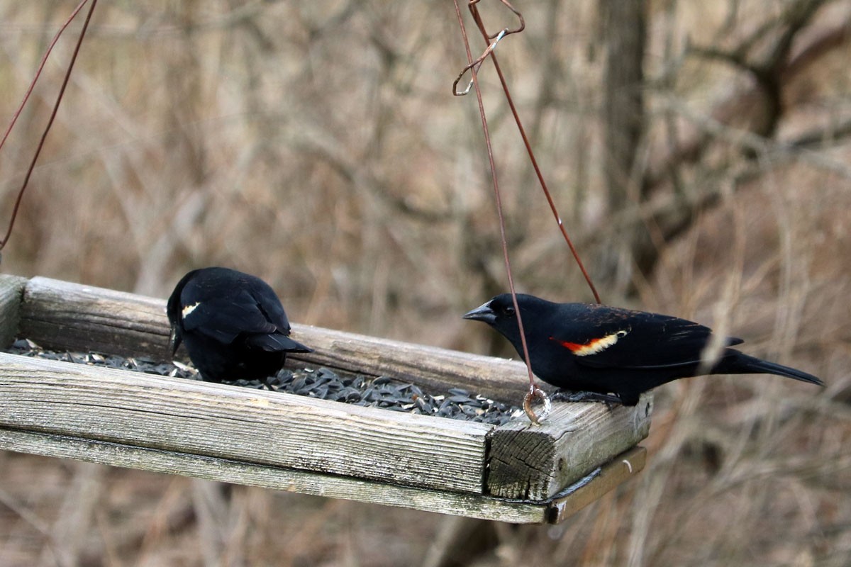 Red-winged Blackbird - ML537532101