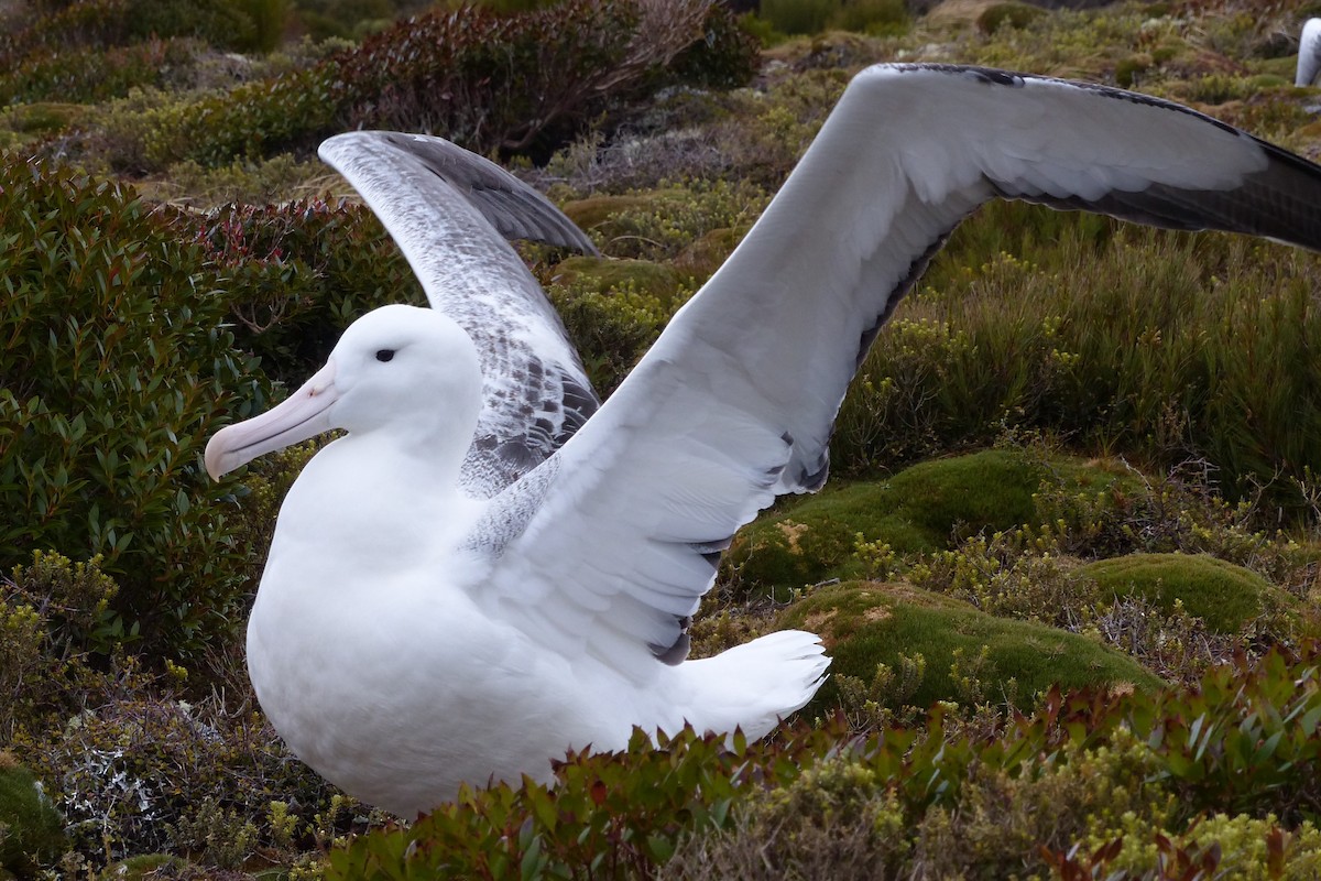 Northern/Southern Royal Albatross - George Wallace