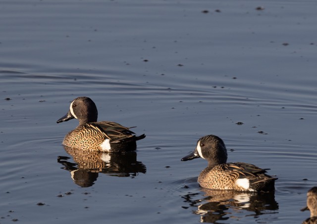 Blue-winged Teal - ML537534211