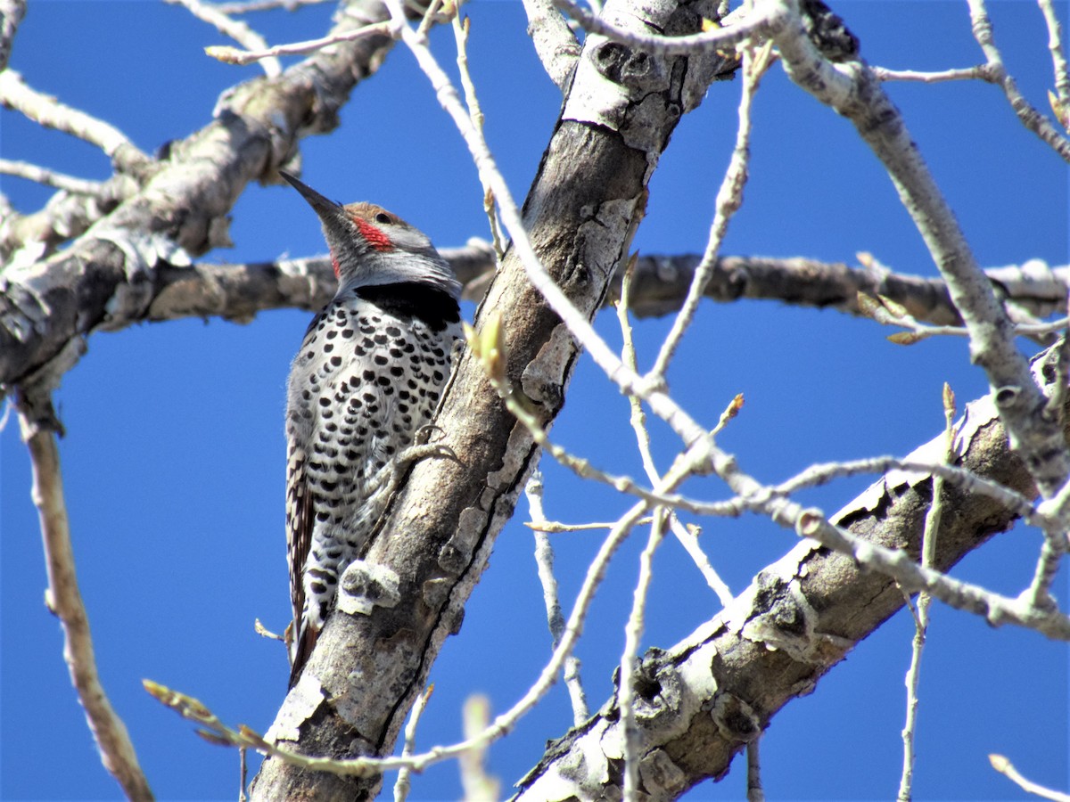 Northern Flicker (Red-shafted) - ML53754011