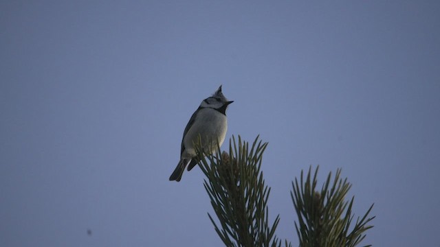 Crested Tit - ML537540671