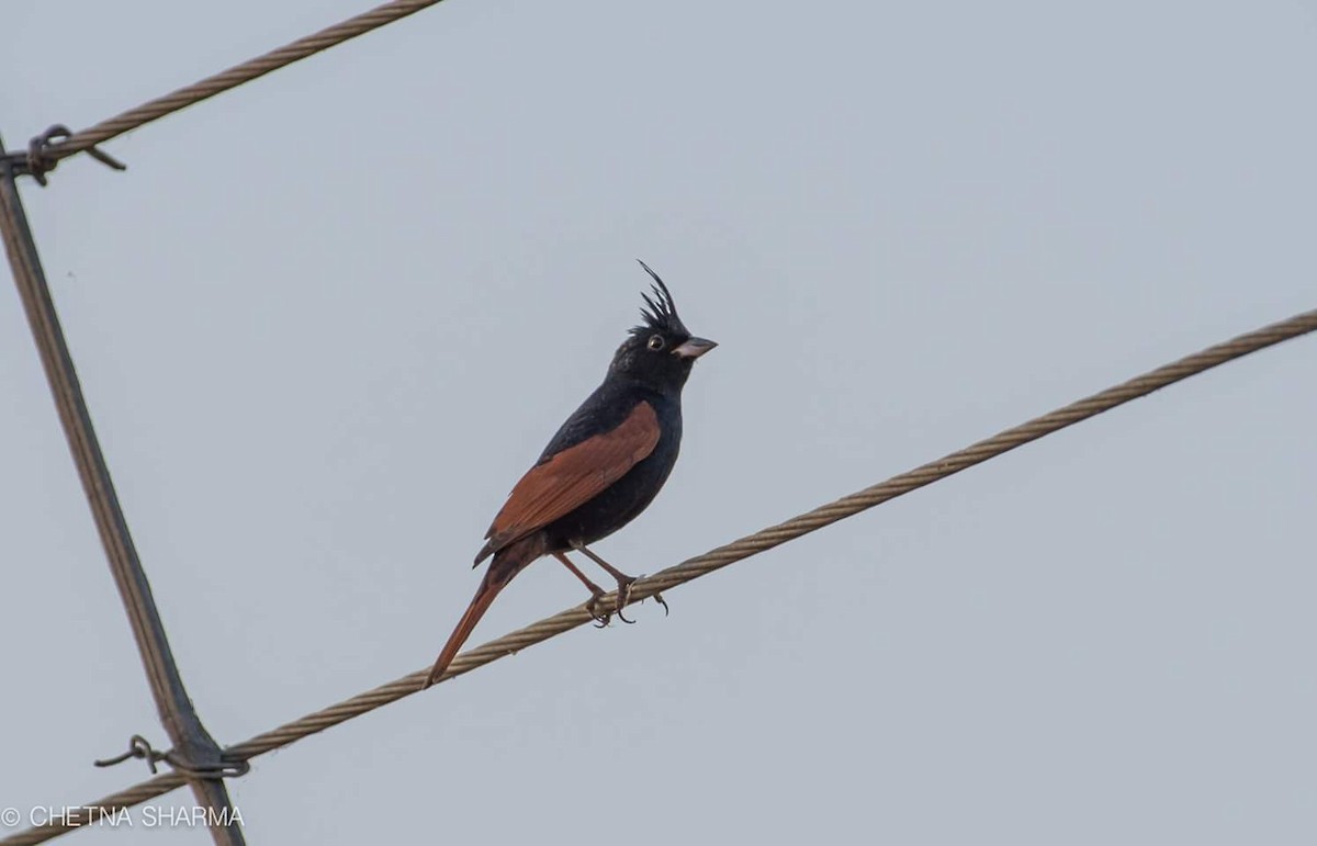 Crested Bunting - ML53754091