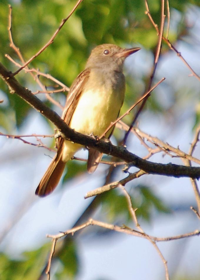 Great Crested Flycatcher - ML537544741
