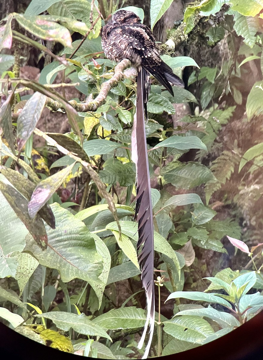 Lyre-tailed Nightjar - Patrick Maurice