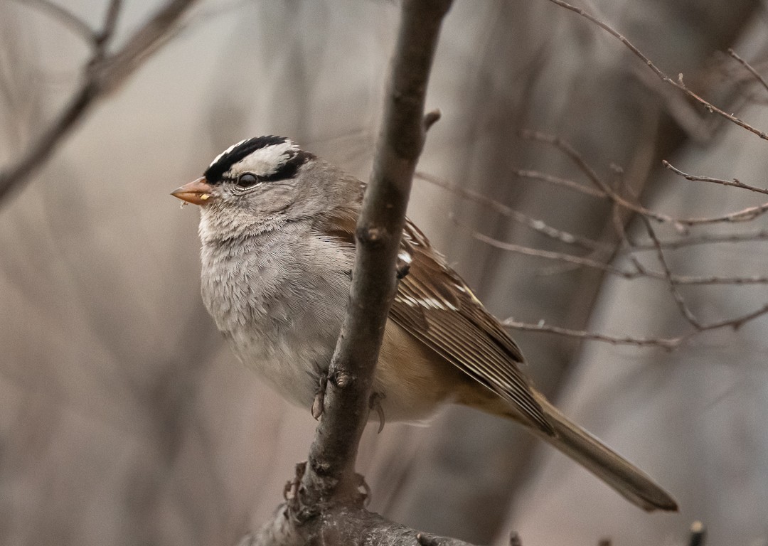 White-crowned Sparrow - ML537550011