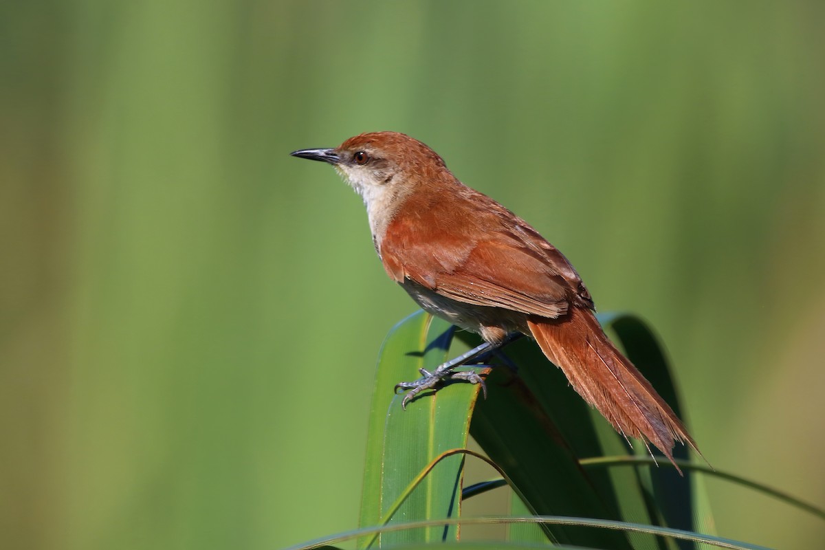 Yellow-chinned Spinetail - ML537551021