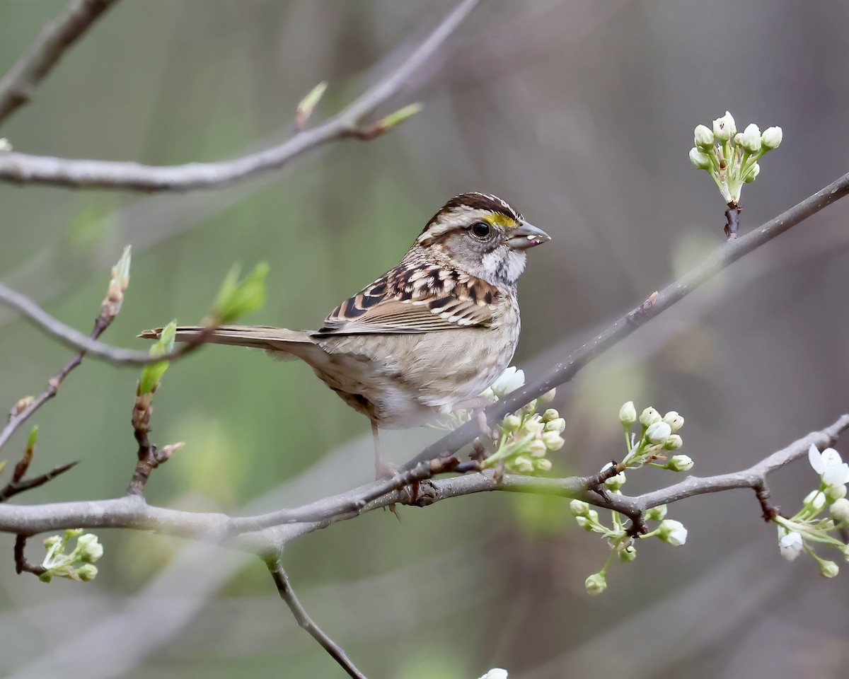 White-throated Sparrow - ML537551601