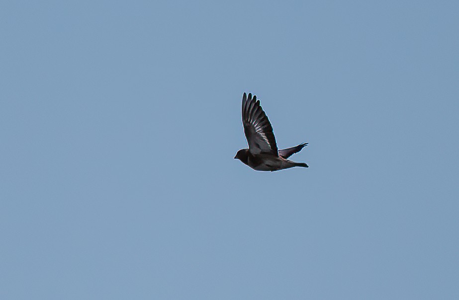 Crimson-winged Finch (Eurasian) - ML537556181