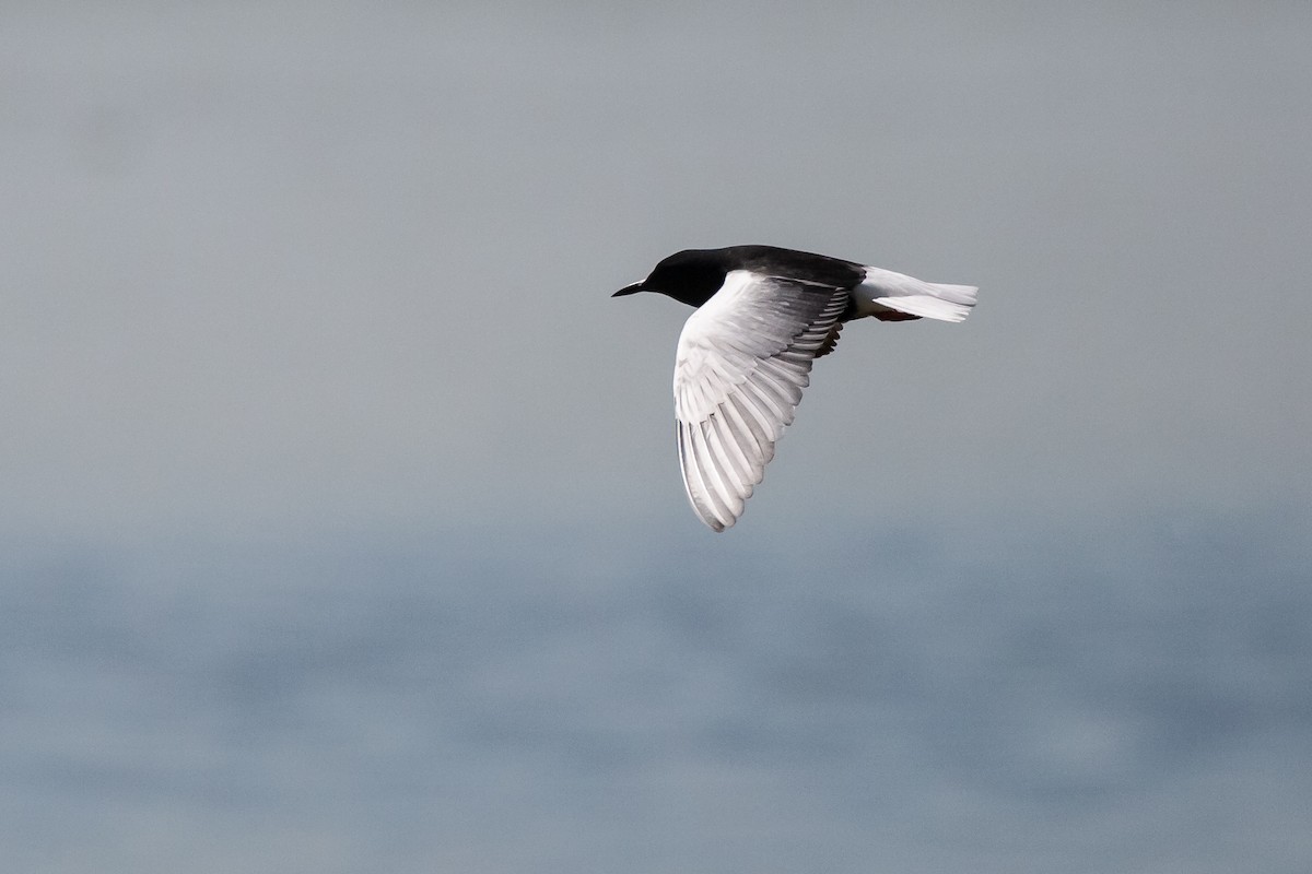 White-winged Tern - ML537556551