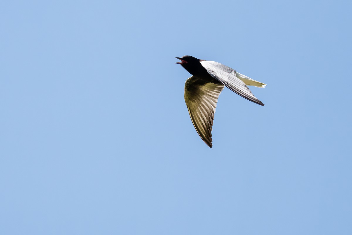 White-winged Tern - ML537556731