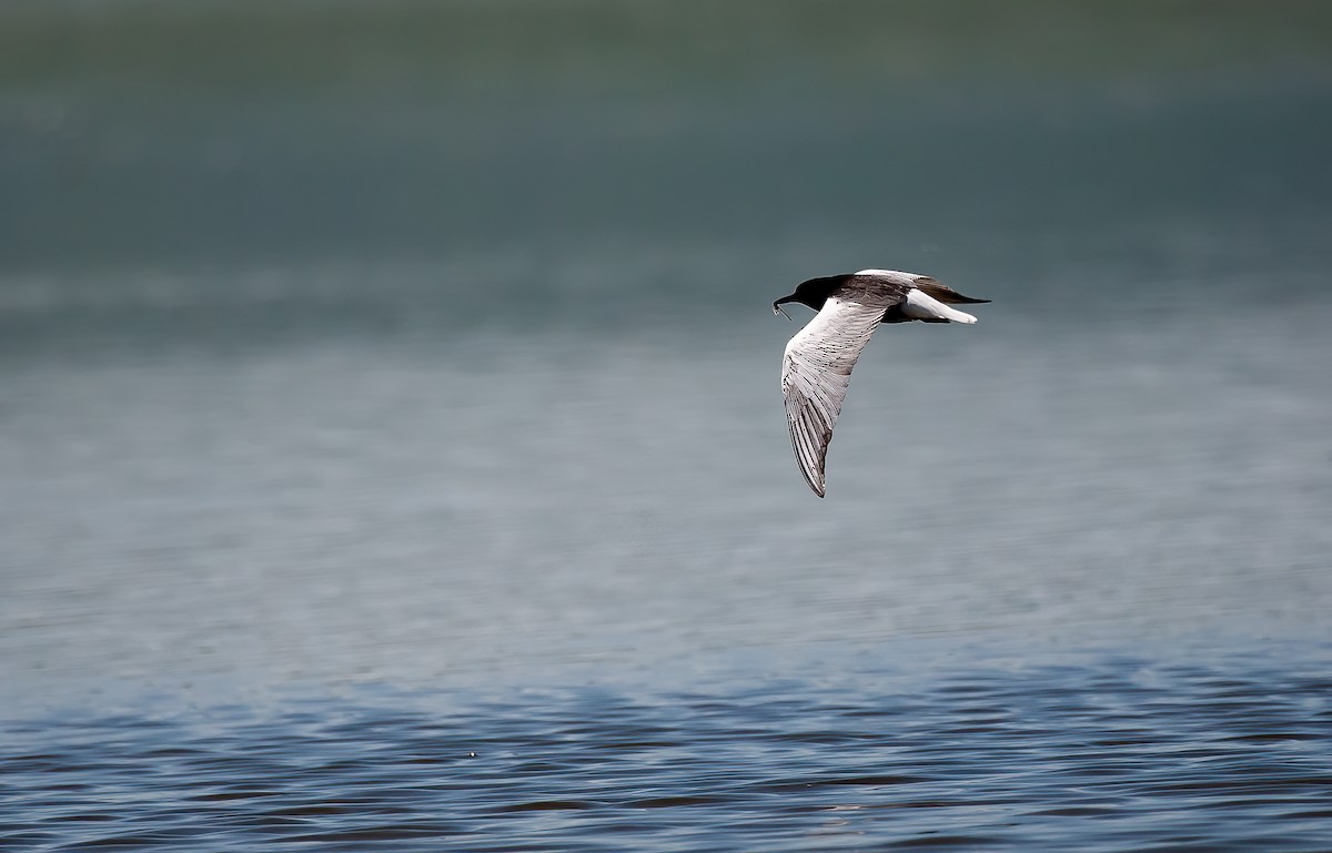 White-winged Tern - ML537556771