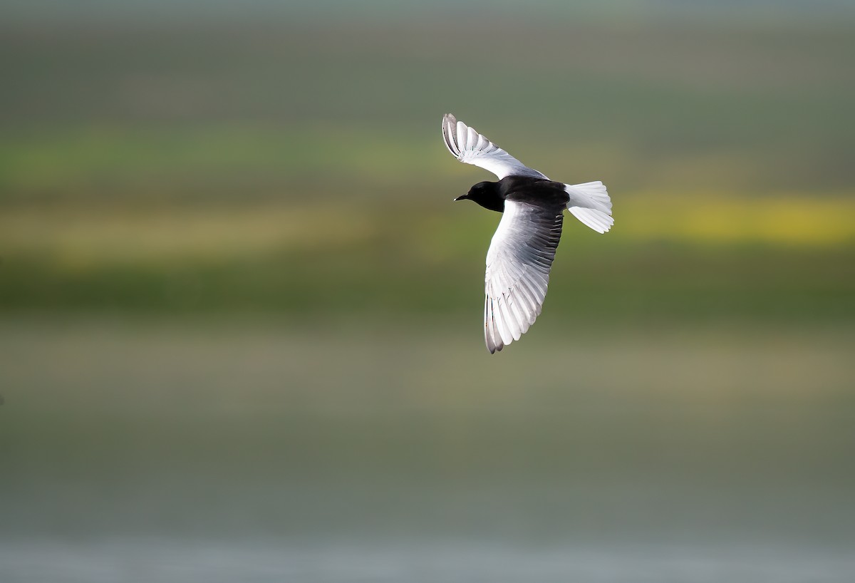 White-winged Tern - ML537557041