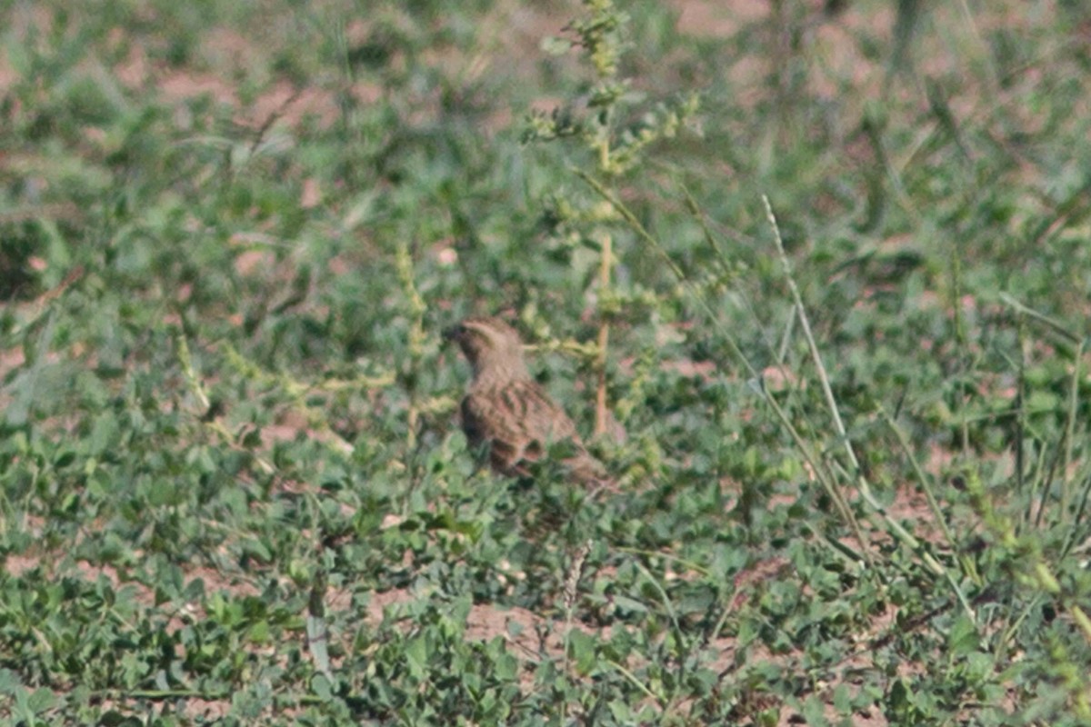 Thick-billed Longspur - ML537559751