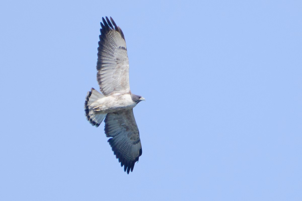 White-tailed Hawk - ML537560331