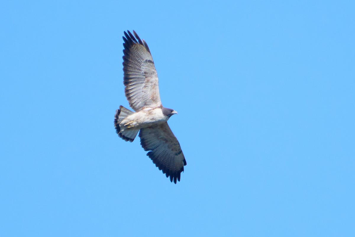 White-tailed Hawk - Abby Sesselberg