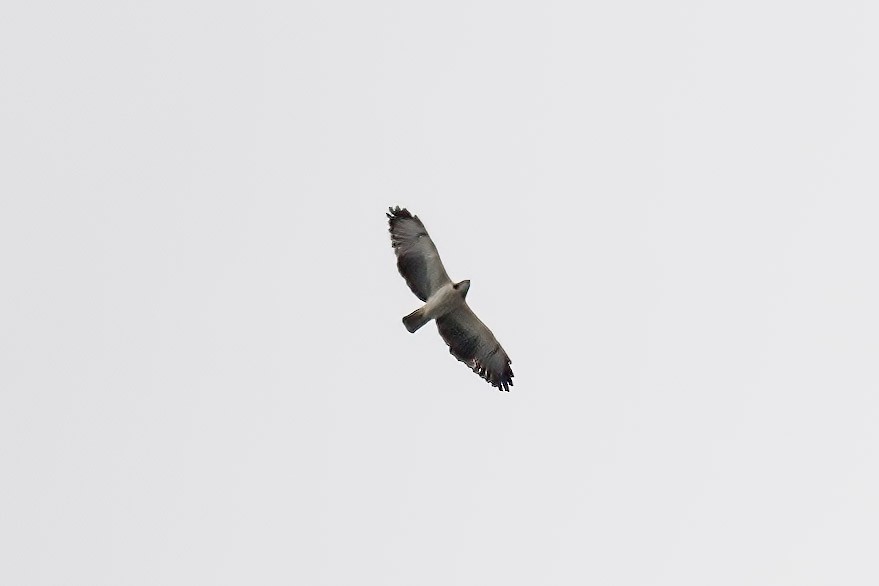 Short-tailed Hawk - ML537563221