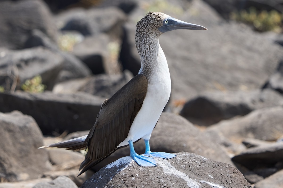Blue-footed Booby - ML537564871