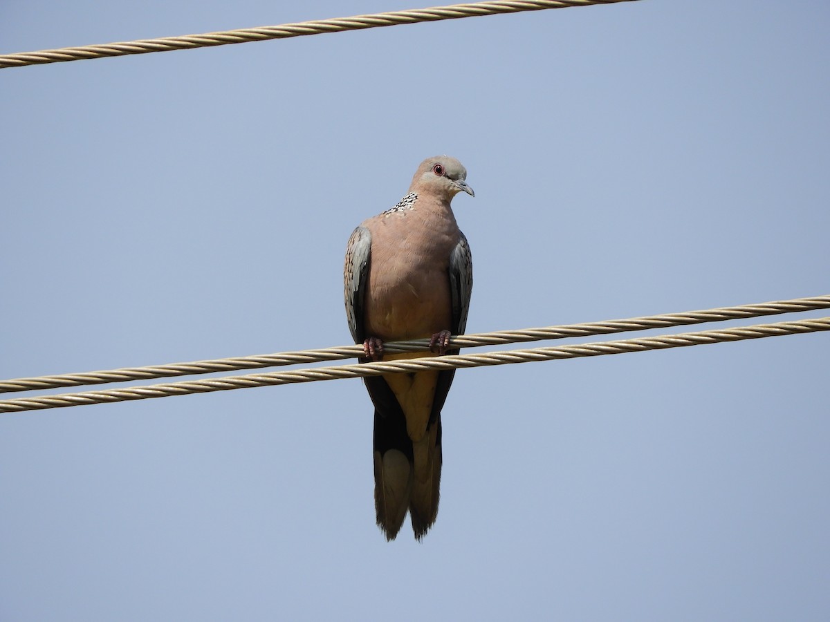 Spotted Dove - Tarachand Wanvari