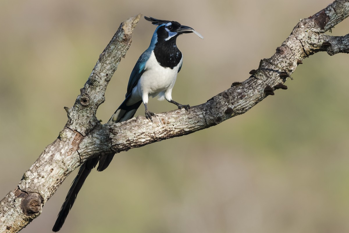 Black-throated Magpie-Jay - ML537584441